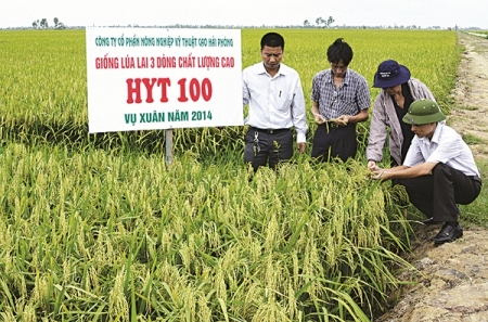 Mô hình trồng lúa chất lượng cao tại xã Cao Minh, Vĩnh Bảo