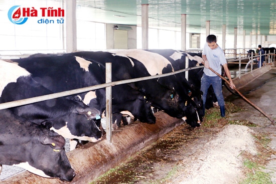 Trang trại bò sữa Đồng Minh Nguyên ở xã Thường Nga, quy mô 150 con, sản lượng sữa gần 1 tấn/ngày, doanh thu trên 350 triệu đồng/tháng.