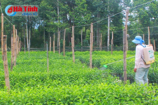 Chăm sóc cây giống tại HTX Dịch vụ nông nghiệp Thanh Hiền ở xã Thượng Lộc (Can Lộc).