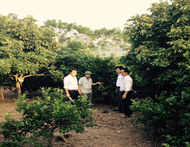 Trang trại trồng cây ăn quả kết hợp chăn nuôi của hộ gia đình anh Lại Văn Mạnh – Thôn Tiên Mai – xã Hương Sơn