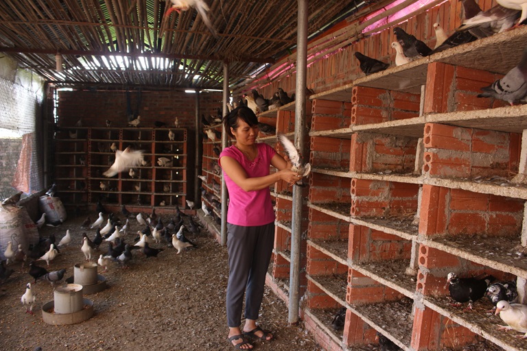 Nhờ nguồn vốn vay của QTDND xã Tử Du (Lập Thạch), gia đình chị Nguyễn Trường Sơn, xã Tử Du mở rộng quy mô chăn nuôi, cho thu nhập khá
